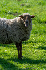 Obraz premium Animal collection, young and old sheeps grazing on green meadows on Haspengouw, Belgium