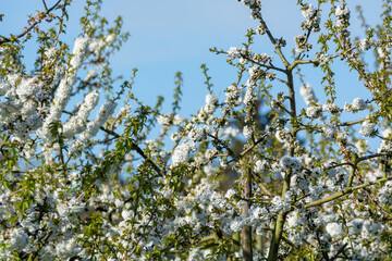Spring blossom of cherry trees in orchard, fruit region Haspengouw in Belgium, nature landscape