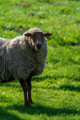 Animal collection, young and old sheeps grazing on green meadows on Haspengouw, Belgium