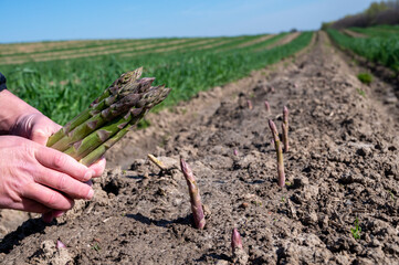 Worker's hands with bunch of fresh green asparagus sprouts growing on bio farm field in Limburg, Belgium, new harvest