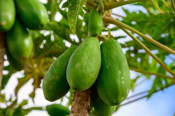 Tropical green papaya fruits hanging on tree
