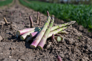 New harvest, bunch of green asparagus sprouts growing on bio farm field in Limburg, Belgium
