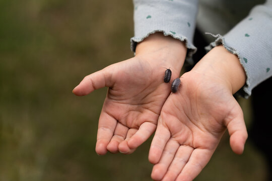 Woodlice insect in the hands of a child. Roly-Poly Pill Bug on a girls palms