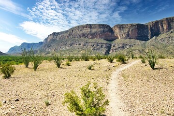 Under a partly cloudy blue sky in Springtime, a hiking passes through green desert shrubs and cactus on its way toward a mountain at Big Bend National Park in Brewster County, TX.