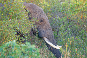 Elephant in Kruger Park, South Africa