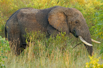 Elephant in Kruger Park, South Africa