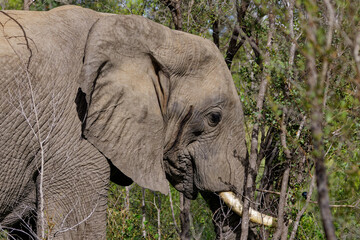 Elephant in Kruger Park, South Africa