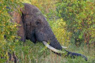 Elephant in Kruger Park, South Africa