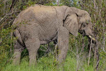 Elephant in Kruger Park, South Africa