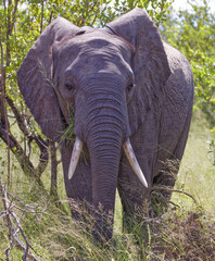 Elephant in Kruger Park, South Africa