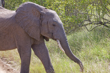 Obraz premium Elephant in Kruger Park, South Africa