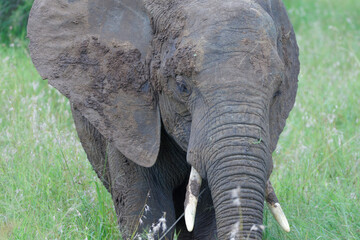 Elephant in Kruger Park, South Africa