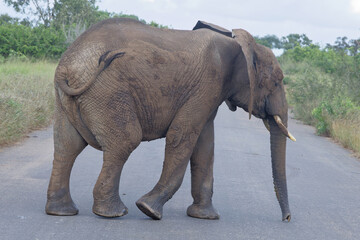 Elephant in Kruger Park, South Africa