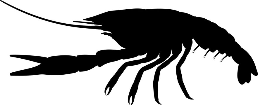 Crayfish silhouette.