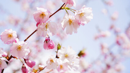 Cherry branch with flowers in spring bloom, A beautiful Japanese tree branch with cherry blossoms, Spring Flowers, Cherry, Sakura. Soft focus