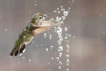 Beautiful Immature Male Anna's Hummingbird Enjoying The Water Fountain © Andy Dean