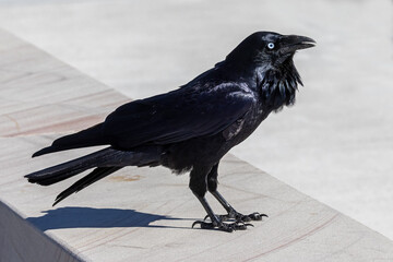 Australian Raven perched on stone wall