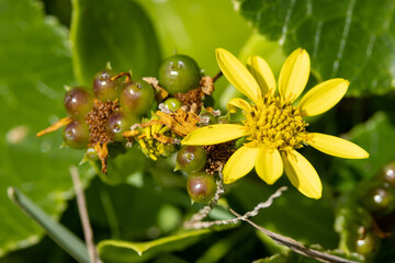 Invasive to Australia,  South African Bitou Bush with fruit and flower