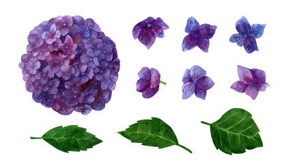 Watercolor purple hydrangea blooming clipart set, summer flowers petals and leaves.