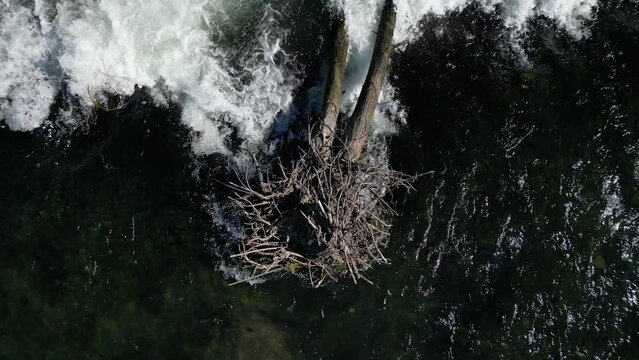 Flying over a fallen trunk, stuck in waterfalls of the Adda river in Lodi with a nest on its top  