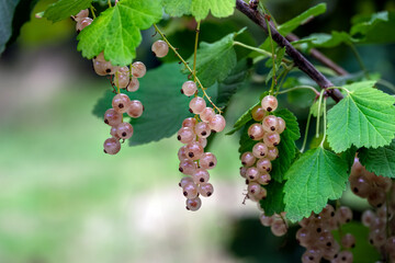 Ribes rubrum or white currants growing on a bush in summer, close up