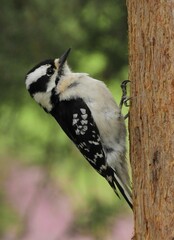 close up of a beautiful female downy woodpecker perched on e tree trunk in spring in starved rock state park in illinois