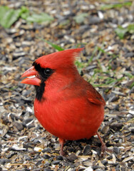 close up of a beautiful red male northern cardinal  on  the ground in starved rock state park in illinois