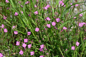 Rose evening primrose ( Oenothera rosea ) flowers.
Onagraceae perennial plants. Light pink four-petaled flowers bloom from May to September.