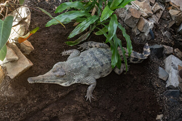 Crocodile in the zoo in the interior.