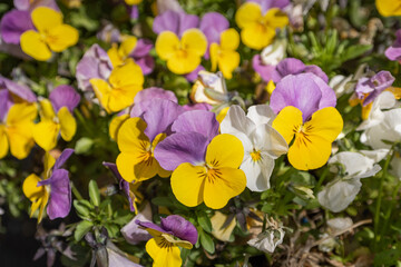 Color variant of fragrant violet.