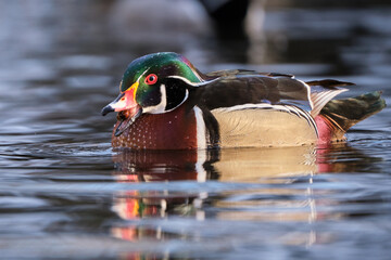 Male wood duck, Aix Sponsa, on water with a snail in its mouth