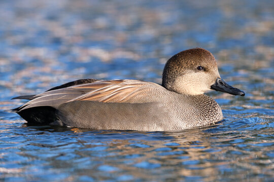male Gadwall,  Mareca strepera, wading on pond water
