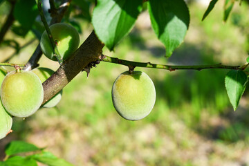 Ume tree with fruits. Japanese apricot, plum, Prunus mume.青梅