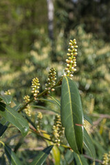 Tiny bay cherry flowers with a leaf.