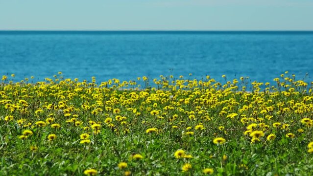 Blue sea and yellow flowers background, 4k