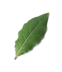 One fresh bay leaf isolated on white