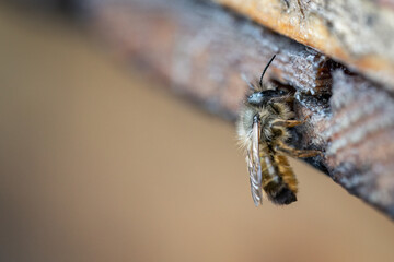 A bee at the crack between the boards.
