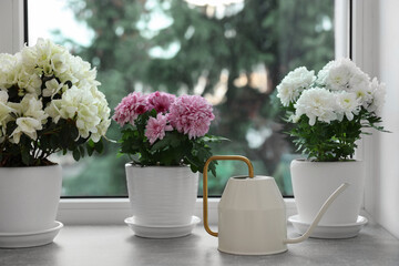 Beautiful chrysanthemum, azalea flowers in pots and watering can on windowsill indoors