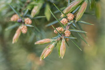 Detail of juniper flowers on a twig.