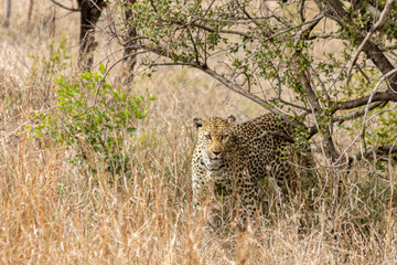 leopardo grande camuflado em meio a savana africana