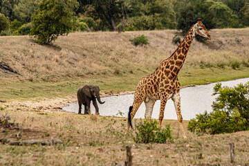Naklejka na ściany i meble paisagem da savana africana mostrando uma girafa caminhando e ao fundo um elefante na beira de um lago.