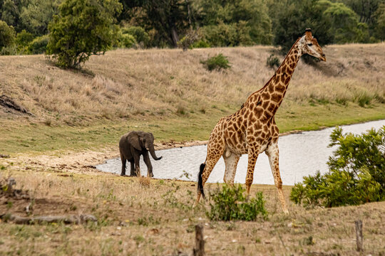 paisagem da savana africana mostrando uma girafa caminhando e ao fundo um elefante na beira de um lago.
