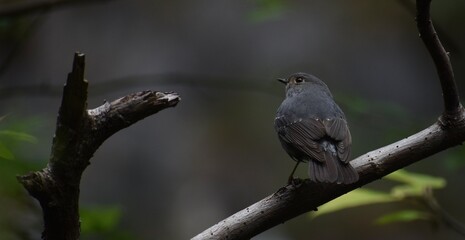 Dark brown bird perched on a small branch