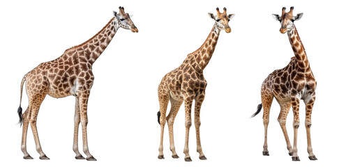 Giraffe Set Isolated on Transparent Background - Generative AI
 - obrazy, fototapety, plakaty