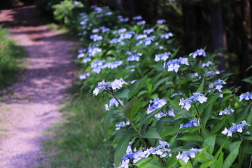 涼し気な日の当たる道と紫陽花