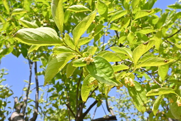 Japanese persimmon ( Diospyros Kaki ) flowers.
  Ebenaceae deciduous fruit tree. Pale yellow-green four-petaled flowers bloom from May to June.
