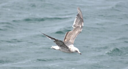 Beautifully patterned seagull flying in front of water