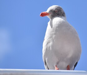 Close up of a seagull perched in front of a blue sky