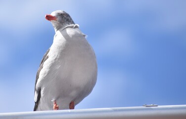 Beautiful seagull perched on a light in front of a blue sky