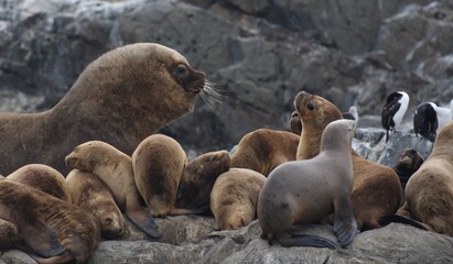 Large alpha male sea lion interacting with a younger sea lion in the Beagle Channel, Argentina